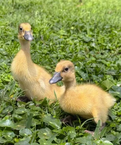 Silver Runner Ducklings